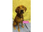 Adopt RACHEL a Hound