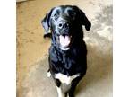 Adopt Bailee a Newfoundland Dog, Border Collie