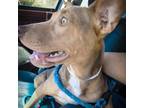 Adopt Nessi a Pit Bull Terrier