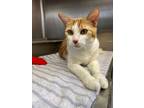 Adopt Bobbity a Domestic Short Hair