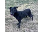 Adopt Greta a Labrador Retriever