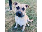 Adopt Honey a Pit Bull Terrier, Shar-Pei