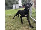 Adopt Lana a Labrador Retriever