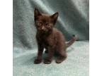 Adopt (HOLD) Rue a Domestic Short Hair