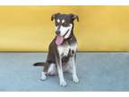 Adopt RACHEL a Basenji, Australian Kelpie