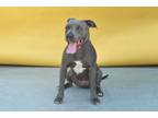 Adopt IMPALA a Pit Bull Terrier