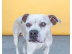 Adopt ALFREDA a Pit Bull Terrier