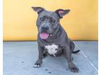 Adopt TIKA a Pit Bull Terrier