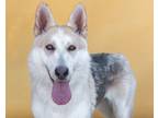 Adopt SLURPIE a Siberian Husky