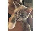 Adopt Shine MC a Siamese