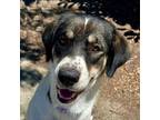 Adopt PIPER a Anatolian Shepherd, Mixed Breed