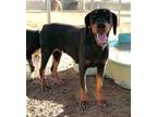 Adopt Rosa a Doberman Pinscher, Mixed Breed