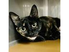 Adopt Dolly a Domestic Short Hair