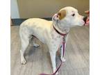 Adopt Chancla a Pit Bull Terrier