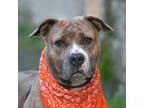 Adopt Sakura a Pit Bull Terrier