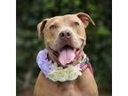 Adopt Lindsey a Pit Bull Terrier