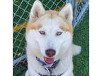 Adopt Isla a Siberian Husky