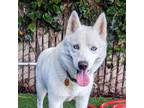 Adopt Anja a American Eskimo Dog
