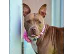 Adopt Nora a Pit Bull Terrier