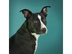 Adopt Darlene a Bull Terrier