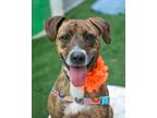 Adopt Della a Pit Bull Terrier