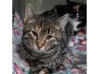 Adopt Tiggy a Domestic Short Hair