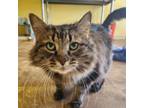 Adopt Sister Kerry a Domestic Long Hair