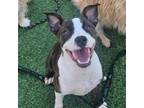 Adopt Jill a Boxer, Mixed Breed