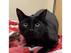 Adopt Stella a Domestic Short Hair