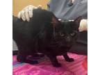 Adopt Carpana a Domestic Medium Hair