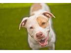 Adopt CindyLou Who a Pit Bull Terrier, Mixed Breed