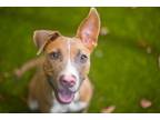 Adopt Addison a Pit Bull Terrier, Mixed Breed