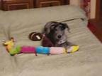 Adopt Peaches a Great Dane