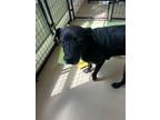 Adopt Sophia a Mixed Breed