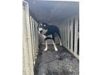 Adopt Rose a Mixed Breed