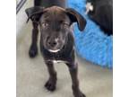 Adopt Camden a Retriever