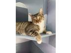 Adopt JJ a Domestic Short Hair, Tabby