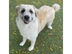 Adopt Precious a Great Pyrenees, Mixed Breed