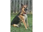 Adopt Tessa a German Shepherd Dog, Australian Cattle Dog / Blue Heeler