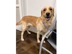 Adopt MJ a Golden Retriever, Labrador Retriever