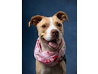 Adopt Patty Bouvier a Mixed Breed