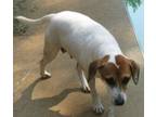 Adopt Lady Bird a Jack Russell Terrier, Beagle