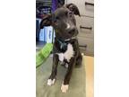 Adopt Violet a Mixed Breed