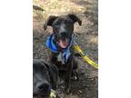 Adopt Iris a Mixed Breed
