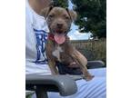 Adopt Cinnamon a Mixed Breed