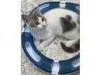 Adopt Pebbles a Domestic Medium Hair, Domestic Short Hair