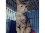 Adopt Esme a Domestic Short Hair