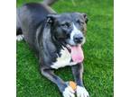 Adopt Fern a Pit Bull Terrier