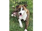 Adopt Hazel a Boxer, Mixed Breed