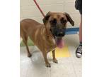Adopt Bailey a Redbone Coonhound, Australian Shepherd
